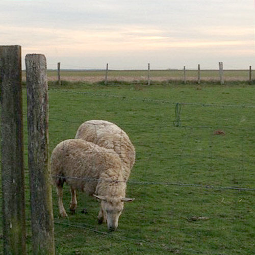 Moutons broutant dans les champs chez notre voisin de Davron