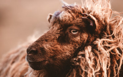 Comment différencier les qualités de laine ?